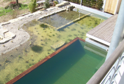 teich2